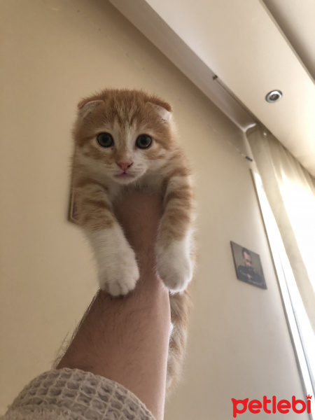 Scottish Fold, Kedi  ERKEK 2 aylık scottish fold fotoğrafı