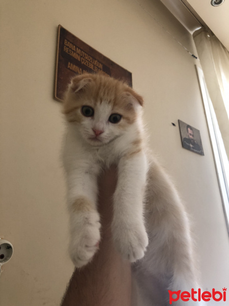 Scottish Fold, Kedi  ERKEK 2 aylık scottish fold fotoğrafı