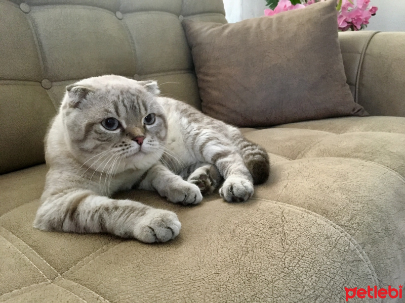 Scottish Fold, Kedi  Pafi fotoğrafı