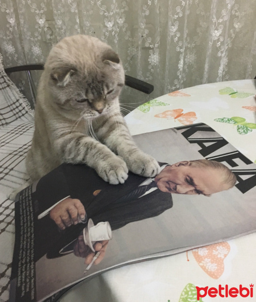 Scottish Fold, Kedi  Pafi fotoğrafı