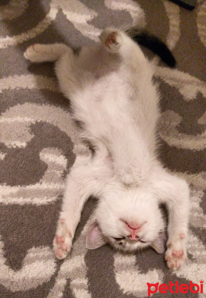 Tekir Kedi, Kedi  Lolâ fotoğrafı