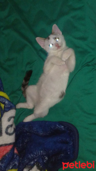 Tekir Kedi, Kedi  Lolâ fotoğrafı