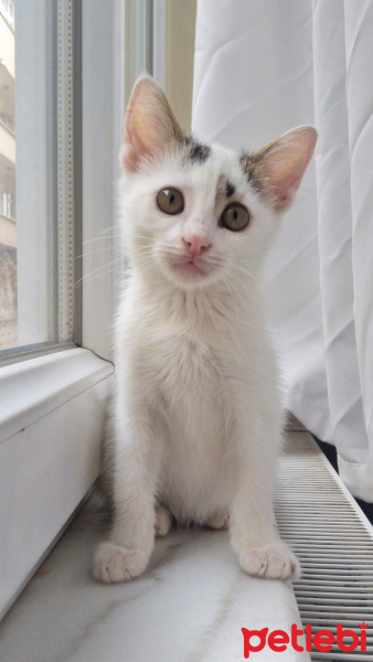 Tekir Kedi, Kedi  Lolâ fotoğrafı