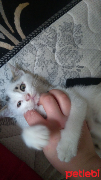 Tekir Kedi, Kedi  Lolâ fotoğrafı