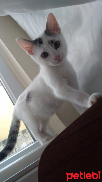 Tekir Kedi, Kedi  Lolâ fotoğrafı