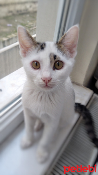 Tekir Kedi, Kedi  Lolâ fotoğrafı