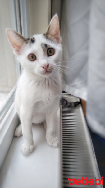 Tekir Kedi, Kedi  Lolâ fotoğrafı