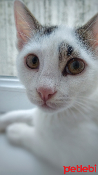 Tekir Kedi, Kedi  Lolâ fotoğrafı