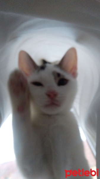 Tekir Kedi, Kedi  Lolâ fotoğrafı