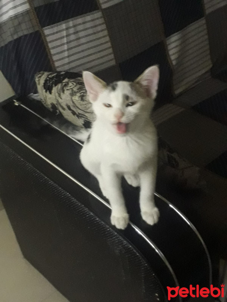 Tekir Kedi, Kedi  Lolâ fotoğrafı
