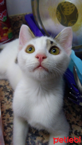 Tekir Kedi, Kedi  Lolâ fotoğrafı