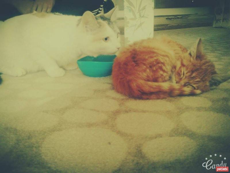 Tekir Kedi, Kedi  paşa fotoğrafı