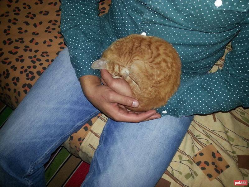 Tekir Kedi, Kedi  paşa fotoğrafı