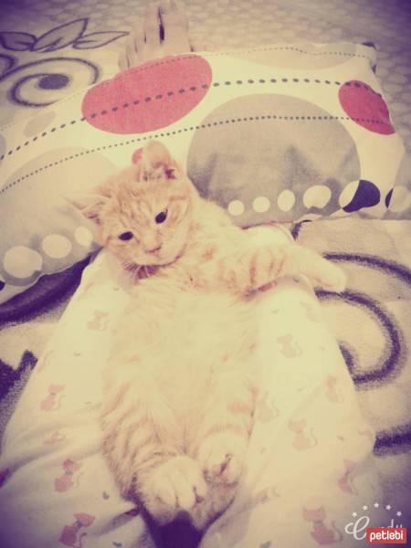 Tekir Kedi, Kedi  paşa fotoğrafı