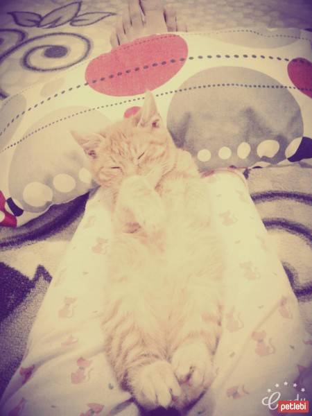 Tekir Kedi, Kedi  paşa fotoğrafı