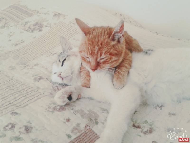 Tekir Kedi, Kedi  paşa fotoğrafı