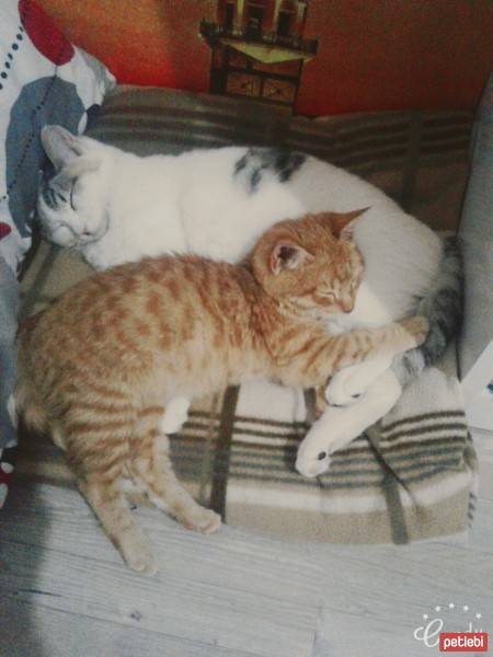 Tekir Kedi, Kedi  paşa fotoğrafı