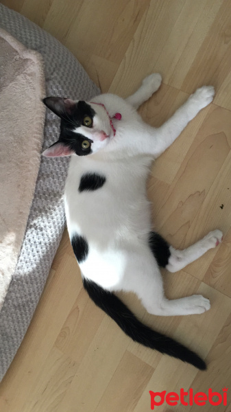 Tuxedo (Smokin) Kedi, Kedi  Atiki fotoğrafı