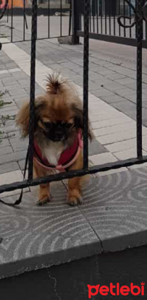 Pekingese, Köpek  Pamuk fotoğrafı