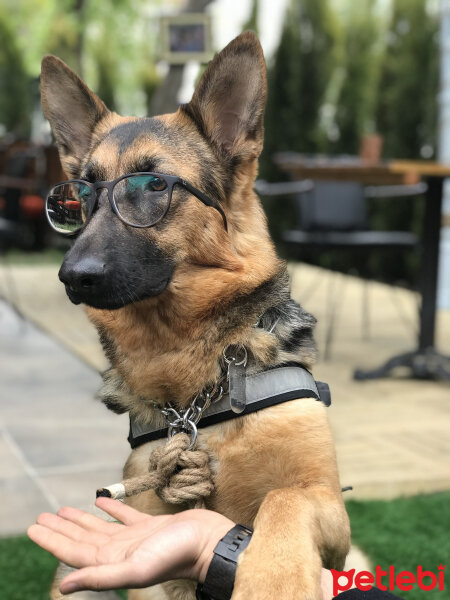 Alman Çoban Köpeği, Köpek  Shiva fotoğrafı