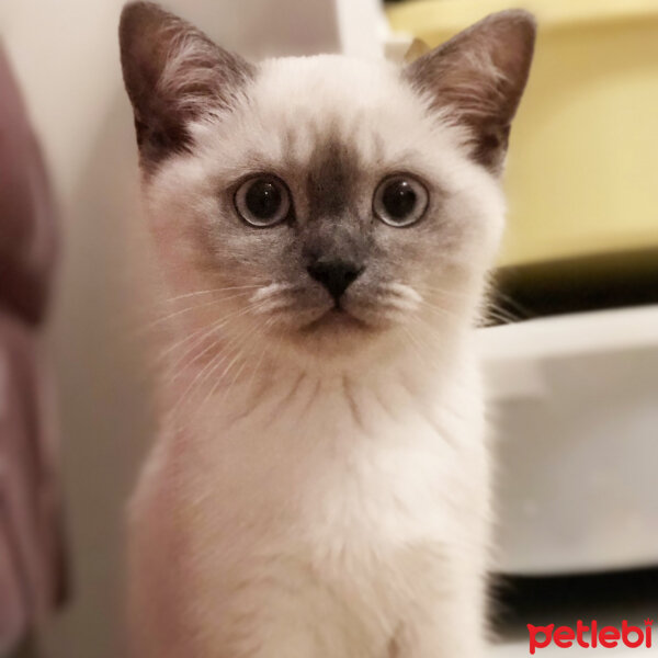 Scottish Fold, Kedi  Bulut fotoğrafı