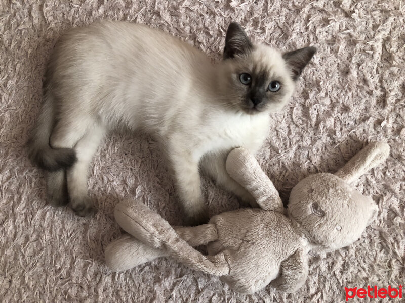 Scottish Fold, Kedi  Bulut fotoğrafı