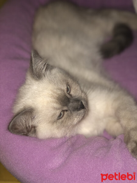 Scottish Fold, Kedi  Bulut fotoğrafı