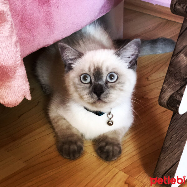 Scottish Fold, Kedi  Bulut fotoğrafı