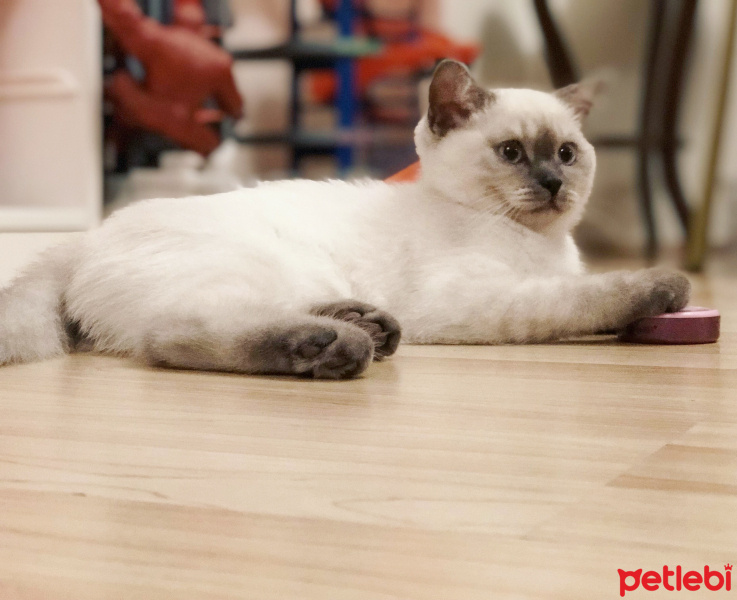 Scottish Fold, Kedi  Bulut fotoğrafı