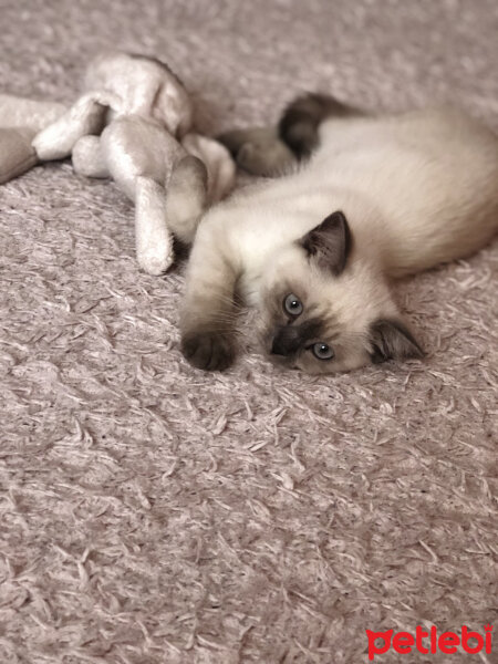 Scottish Fold, Kedi  Bulut fotoğrafı