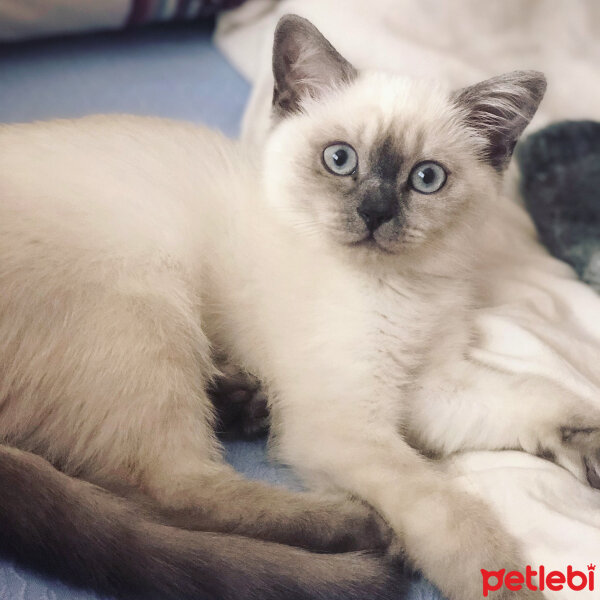 Scottish Fold, Kedi  Bulut fotoğrafı