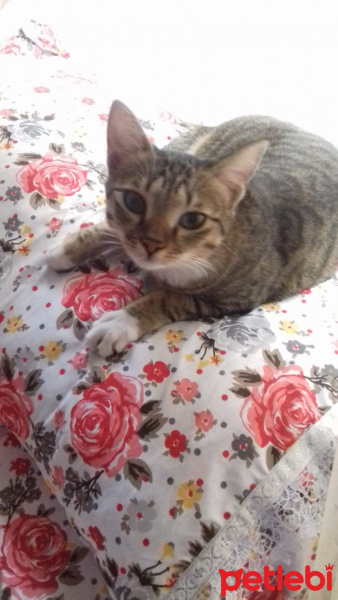 Tekir Kedi, Kedi  Mişa fotoğrafı