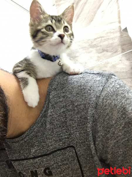 Tekir Kedi, Kedi  Votka fotoğrafı