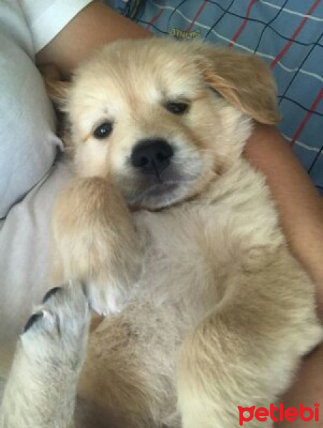 Golden Retriever, Köpek  Kiraz fotoğrafı