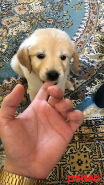 Golden Retriever, Köpek  Kiraz fotoğrafı