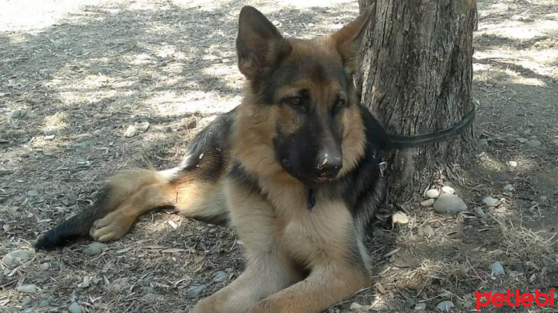 Alman Çoban Köpeği, Köpek  Ruby fotoğrafı
