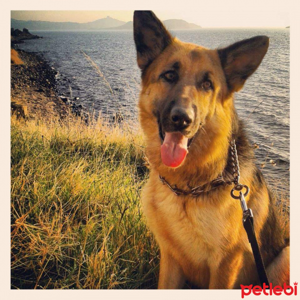 Alman Çoban Köpeği, Köpek  Ruby fotoğrafı