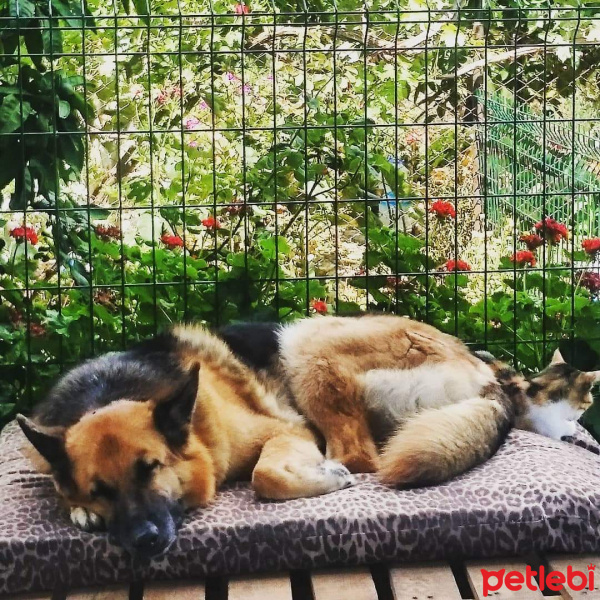 Alman Çoban Köpeği, Köpek  Ruby fotoğrafı