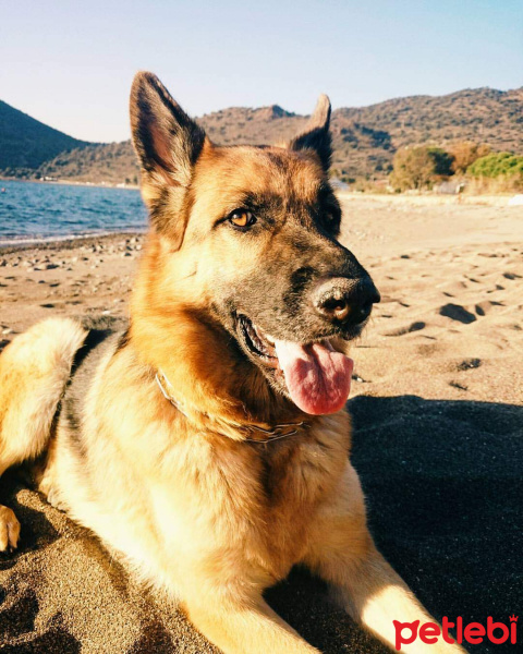 Alman Çoban Köpeği, Köpek  Ruby fotoğrafı