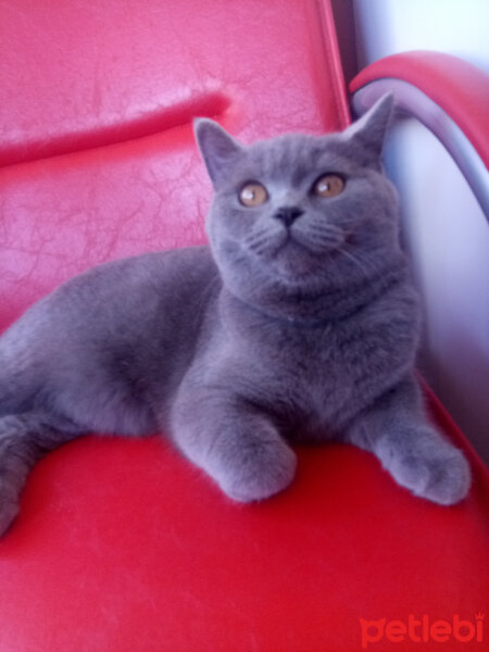 British Shorthair, Kedi  Leydi Diana fotoğrafı