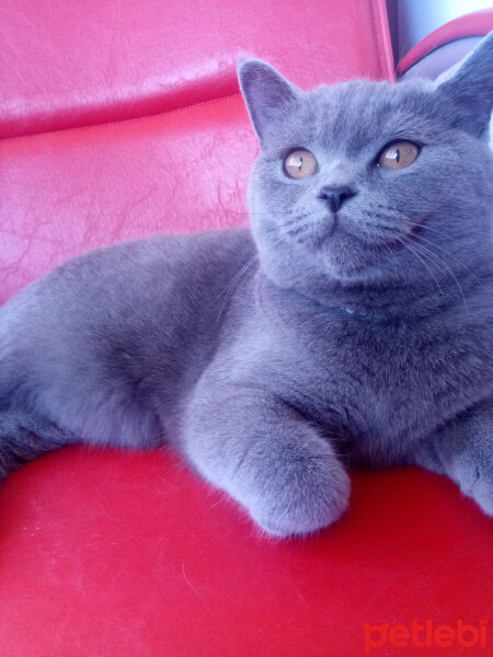 British Shorthair, Kedi  Leydi Diana fotoğrafı