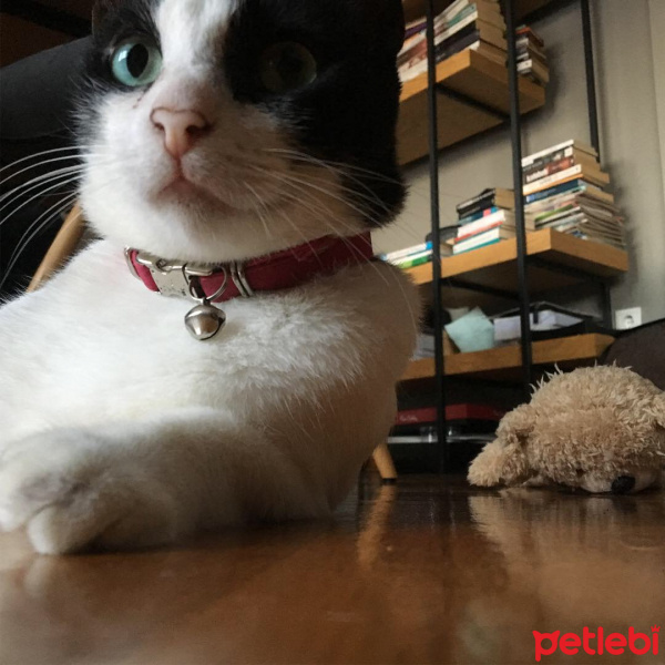 Tuxedo (Smokin) Kedi, Kedi  Frida fotoğrafı