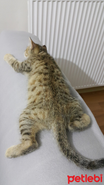 Tekir Kedi, Kedi  Müzeyyen fotoğrafı