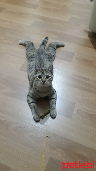 Tekir Kedi, Kedi  Müzeyyen fotoğrafı