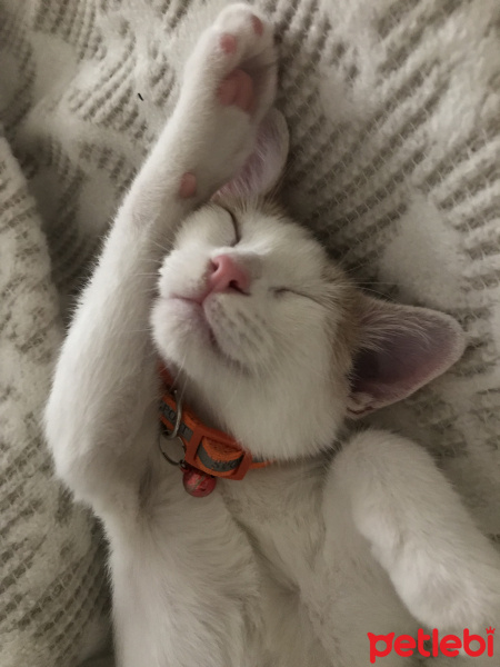 Tekir Kedi, Kedi  Cookie fotoğrafı