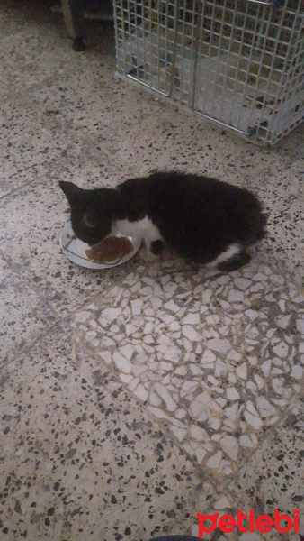 Tekir Kedi, Kedi  Sansli fotoğrafı