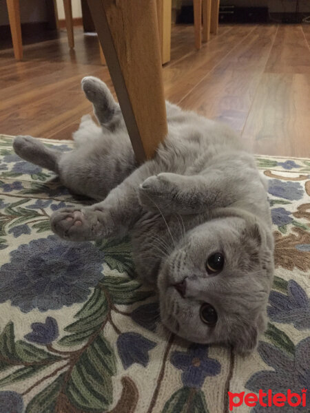 Scottish Fold, Kedi  bade fotoğrafı