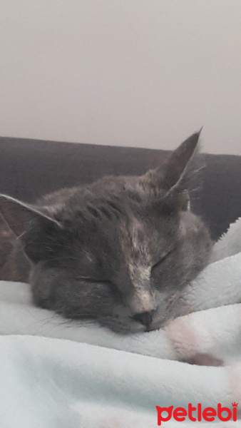Tekir Kedi, Kedi  Fırfır fotoğrafı