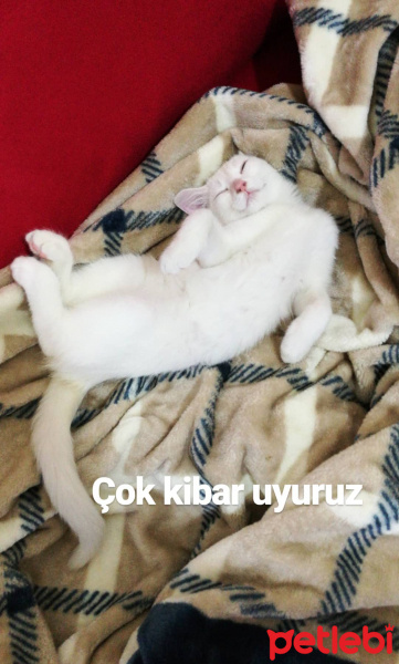 Ankara Kedisi, Kedi  Misa fotoğrafı
