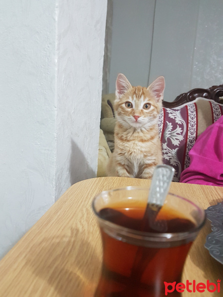 Tekir Kedi, Kedi  Badem fotoğrafı